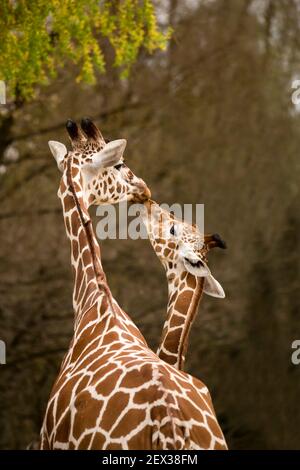 Mother and Baby Giraffe Kissing, Selective Focus, Africa Stock Photo