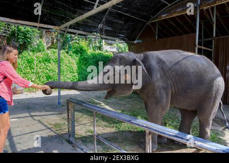 A girl feeds a little elephant in Thailand. Summer Stock Photo