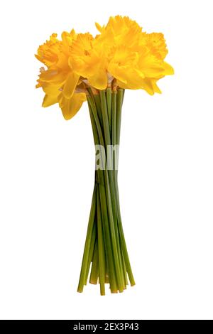 Bunch of daffodils tied together isolated on a white background. Yellow daffs spring flowers with white space Stock Photo