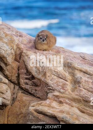 Rock Hyrax (Procavia capensis), Cape Point, South Africa Stock Photo