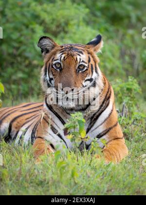 Bengal Tiger (Panthera tigris), female lying on grass, Kabini Forest, India Stock Photo