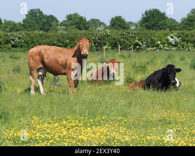 A mixed herd of cows rest in a summer paddock. Stock Photo