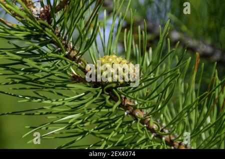 Lodgepole Pine pinecone and needles, Pinus contorta subsp. latifolia, photographed in Montana. Stock Photo