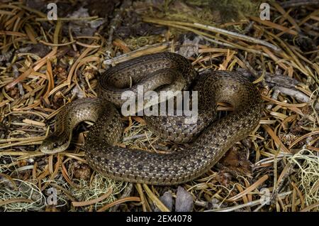 Oregon Aquatic Garter Snake (Thamnophis atratus atratus) clear lake, McKenzie River, Oregon. Oregon Aquatic Garter Snake (Thamnophis atratus atratus) clear lake, McKenzie River, Oregon.