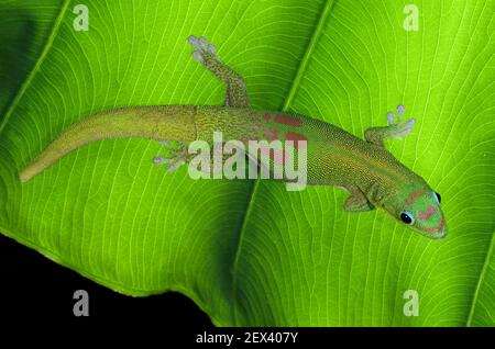 Gold Dust Day Gecko, Phelsuma laticauda laticauda, Hawaii. Stock Photo