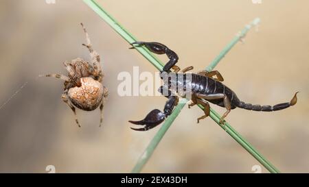 European yellow tailed scorpion (Euscorpius flavicaudis) and Four spot orb weaver (Araneus quadratus), meeting of predators, Mont Ventoux, France Stock Photo