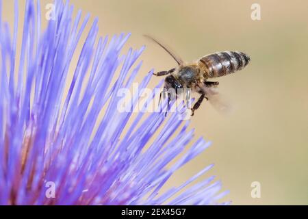 Honey bee (Apis mellifera) on Artichoke flower (Cynara scolymus), Jardin des Plantes, Paris, France