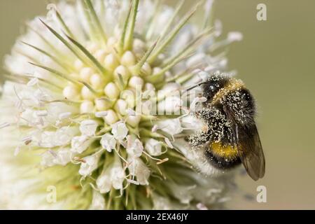 Buff-tailed bumblebee (Bombus terrestris) covered with pollen on cut-leaved teasel flowers (Dipsacus laciniatus), Jardin des plantes, Paris, France