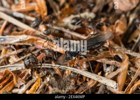 European Red Wood Ant (Formica polyctena) sexed winged individual next to a worker, Lorraine, France