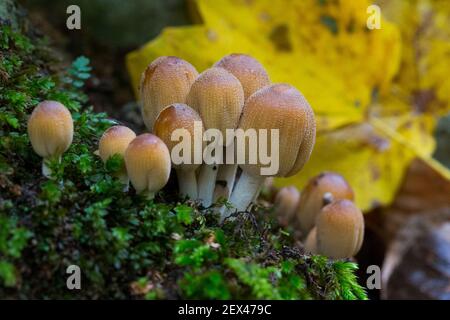 Coprinellus micaceus, mushrooms grown in the moss, Campania, Italy