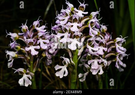 Flowers of the milky orchid, Neotinea lactea, Orchis lactea, on Majorca, Spain Stock Photo
