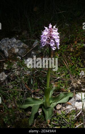Flowering plant of the milky orchid, Neotinea lactea, Orchis lactea, on Majorca, Spain Stock Photo