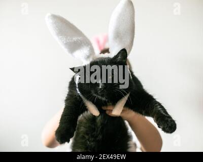 Cute funny black cat in bunny ears  on white background. Cat in suit for easter. Stock Photo