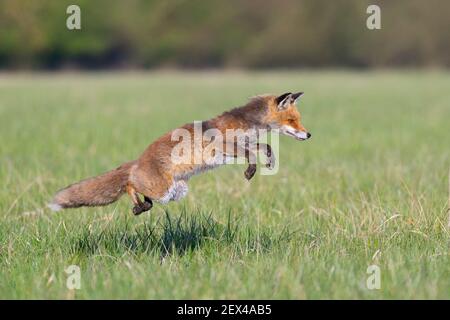 Red fox (Vulpes vulpes) hunting rodents in a meadow, April, Hesse, Germany Stock Photo