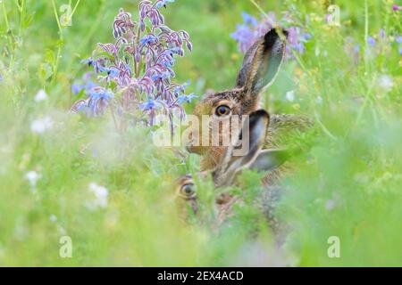European hare (Lepus europaeus) in a meadow, April, Hesse, Germany Stock Photo