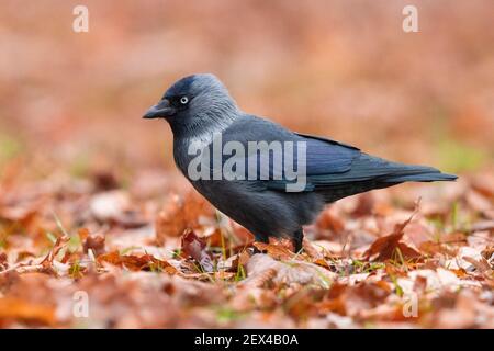 Western Jackdaw (Coloeus monedula), side view of an adult standing on the ground, Mazovian Voivodeship, Poland Stock Photo