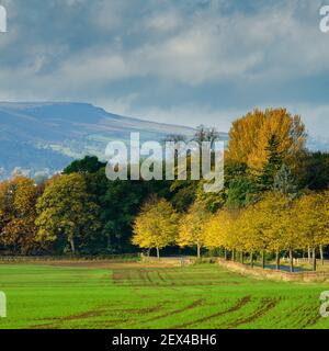 Scenic rural autumn landscape (arable farmland, colourful leaves, trees by lane, upland hills, hillside, Ilkley Moor) - North Yorkshire, England, UK.