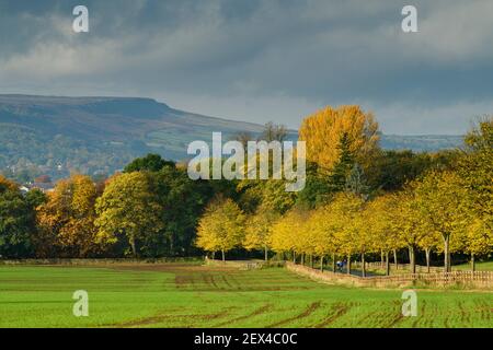 Scenic rural autumn landscape (arable farmland, colourful leaves, trees by lane, upland hills, hillside, Ilkley Moor) - North Yorkshire, England, UK.