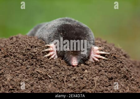 European mole (Talpa europaea), captive, UK Stock Photo