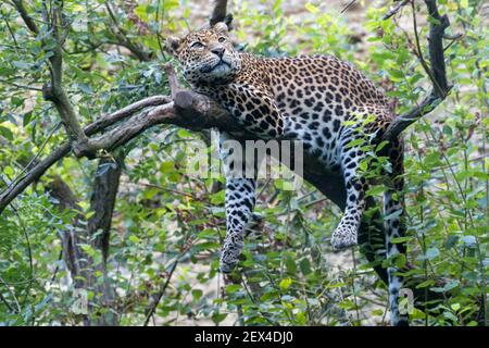Javan leopard (Panthera pardus melas) sitting on fallen tree trunk in ...