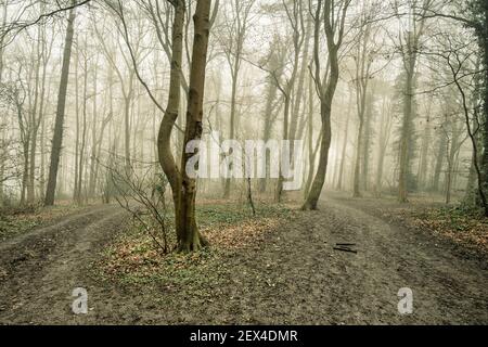Footpath in Chiltern Hills between Latimer and Little Chalfont in a foggy winter morning, Buckinghamshire, England Stock Photo