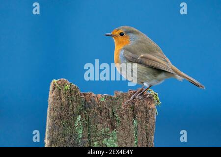 Robin (Erithacus rubecula) perched on a post, England Stock Photo