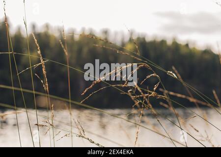 Grass stalks with lake and forest in background. Close up Stock Photo