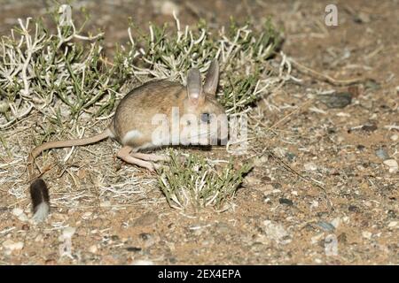 Mongolian fivetoed jerboa (Allactaga sibirica) or Balikun jerboa