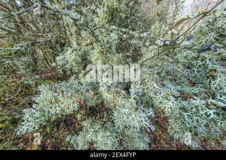 Lichens (Evernia prunastri ) proliferating on trees in a humid valley, the oak moss (Evernia prunastri) is a lichen of the order Lecanorales, once wid Stock Photo