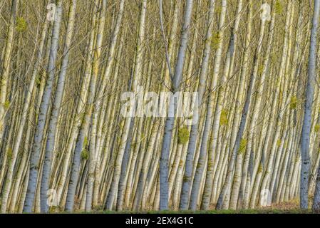 Poplar grove in winter, Black poplar (Populus nigra), Chautagne (largest poplar grove in Europe with 740 ha), Savoy, France Stock Photo
