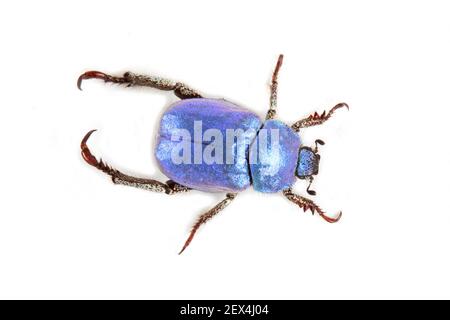 標本 France Hoplia coerulea set Hoplia coerulea (France) - quality