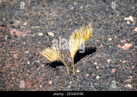 young palm plant growing in a cactus garden in volcanic stones in Lanzarote Canary Islands Spain Stock Photo