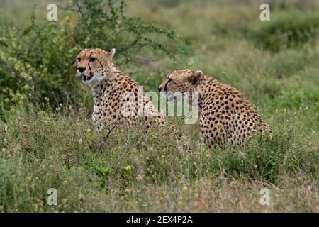 Two cheetah, Acynonix jubatus, relaxing while looking the savannah for a prey, Seronera, Serengeti National Park, Tanzania. Stock Photo