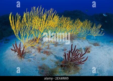 Yellow seafan (Leptogorgia viminalis) and Red sea fan (Leptogorgia ruberrima). Underwater backgrounds of the Canary Islands, Gran Canaria.