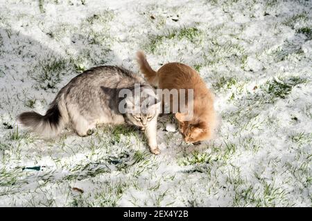 Two Somali pedigree cats play in winter snow on garden lawn Stock Photo