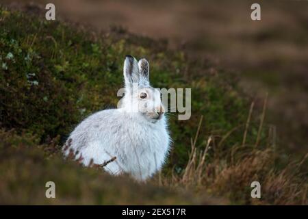 Mountain hare (Lepus timidus) in winter coat, Scottish Highlands, Scotland, UK, Stock Photo