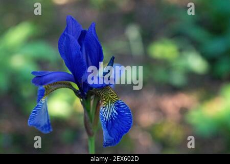 Iris sibirica (commonly known as Siberian iris or Siberian flag) Stock Photo