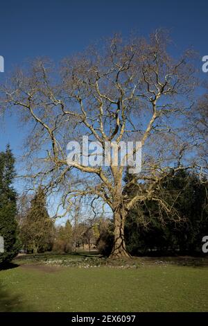 Plane tree Platanus acerifolia in winter Pittville Park Cheltenham Stock Photo