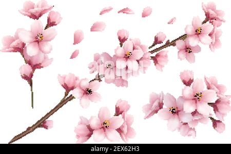 Realistic set of beautiful sakura branches flowers and petals isolated on white background vector illustration Stock Vector