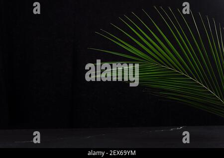 Jungle dark background - green palm leaf and black marble as border, black wall, copy space. Stock Photo