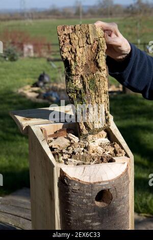 DIY homemade nestbox for woodpecker made from recycled timber with natural front and filled with decaying wood UK Stock Photo