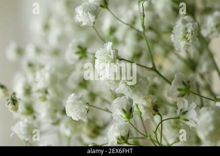 Beautiful gypsophila flowers, close up and space for text Stock Photo