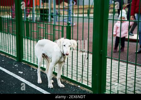 Russian spotted hot sale hound