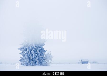 Frosty and foggy sunrise at the alpine rim, Kochelsee, Bavaria Strong hoarfrost in the trees, frosty and foggy sunrise in the ba