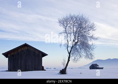 Frosty and foggy sunrise at the alpine rim, Kochelsee, Bavaria Strong hoarfrost in the trees, frosty and foggy sunrise in the ba