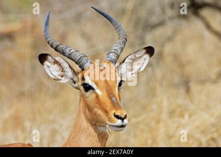 Impala, black heeled antelope (Aepyceros melampus), Krueger National Park, Kruger National Park, South Africa, Africa, Impala, S Stock Photo