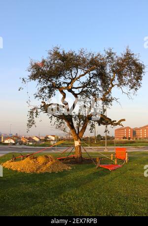 Large European Olive tree Olea europaea newly planted with supporting ties and scaffolding poles in morning sun Santander Cantabria Spain Winter Stock Photo