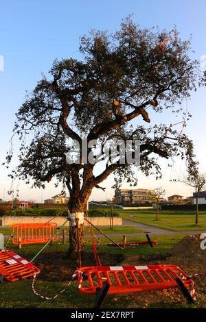 Large European Olive tree Olea europaea newly planted with supporting ties and scaffolding poles in morning sun Santander Cantabria Spain Winter Stock Photo