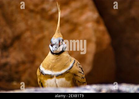 Spinifex pigeon, Geophaps plumifera, dove in natural habitat, West Macdonnell Ranges, Australia Stock Photo