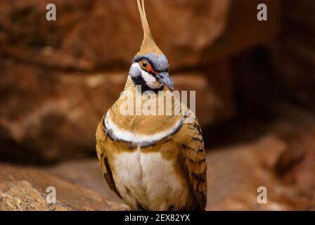 Spinifex pigeon, Geophaps plumifera, dove in natural habitat, West Macdonnell Ranges, Australia Stock Photo